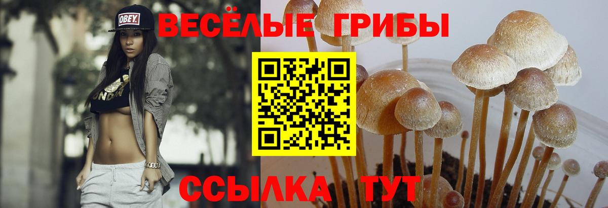 Псилоцибиновые грибы мицелий  купить наркотики сайты  Галлюциногенные грибы ЛСД  Горячий Ключ  Вход с VPN 